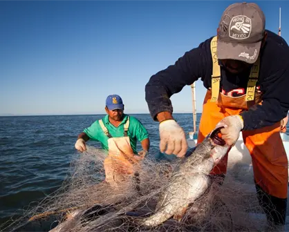 Esta convocatoria ofrece capacitaci&oacute;n gratuita para acuacultores de Tamaulipas