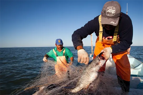 Esta convocatoria ofrece capacitación gratuita para acuacultores de Tamaulipas Esta convocatoria ofrece capacitación gratuita para acuacultores de Tamaulipas