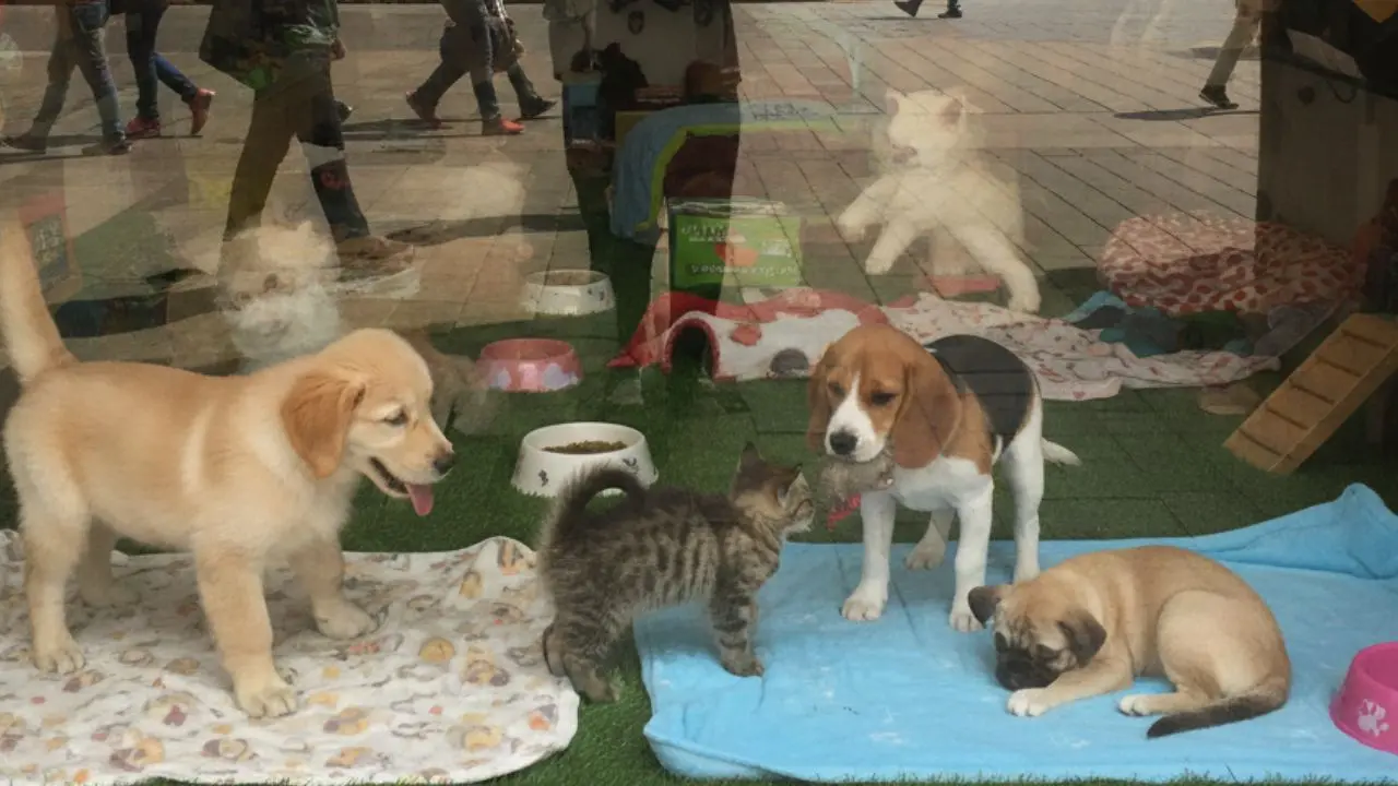 Perros y gatos exhibidos en una vitrina ahora es ilegal y podría generar una multa de 150 a 3 mil UMA. Foto: creada con IA