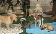 Exhibir mascotas en jaulas para su venta o adopción ya es ilegal en CDMX y esta es la multa Exhibir mascotas en jaulas para su venta o adopción ya es ilegal en CDMX y esta es la multa