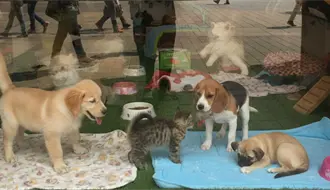 Exhibir mascotas en jaulas para su venta o adopción ya es ilegal en CDMX y esta es la multa