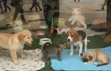 Exhibir mascotas en jaulas para su venta o adopción ya es ilegal en CDMX y esta es la multa