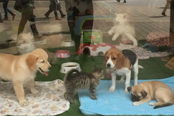 Exhibir mascotas en jaulas para su venta o adopción ya es ilegal en CDMX y esta es la multa Exhibir mascotas en jaulas para su venta o adopción ya es ilegal en CDMX y esta es la multa