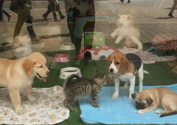 Exhibir mascotas en jaulas para su venta o adopci&oacute;n ya es ilegal en CDMX y esta es la multa