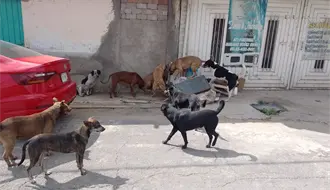 Jauría de perros atacan a niño de 11 años en Nuevo Laredo