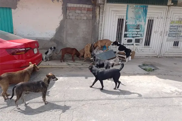 Jaur&iacute;a de perros atacan a ni&ntilde;o de 11 a&ntilde;os en Nuevo Laredo