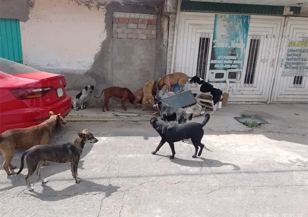 Jaur&iacute;a de perros atacan a ni&ntilde;o de 11 a&ntilde;os en Nuevo Laredo