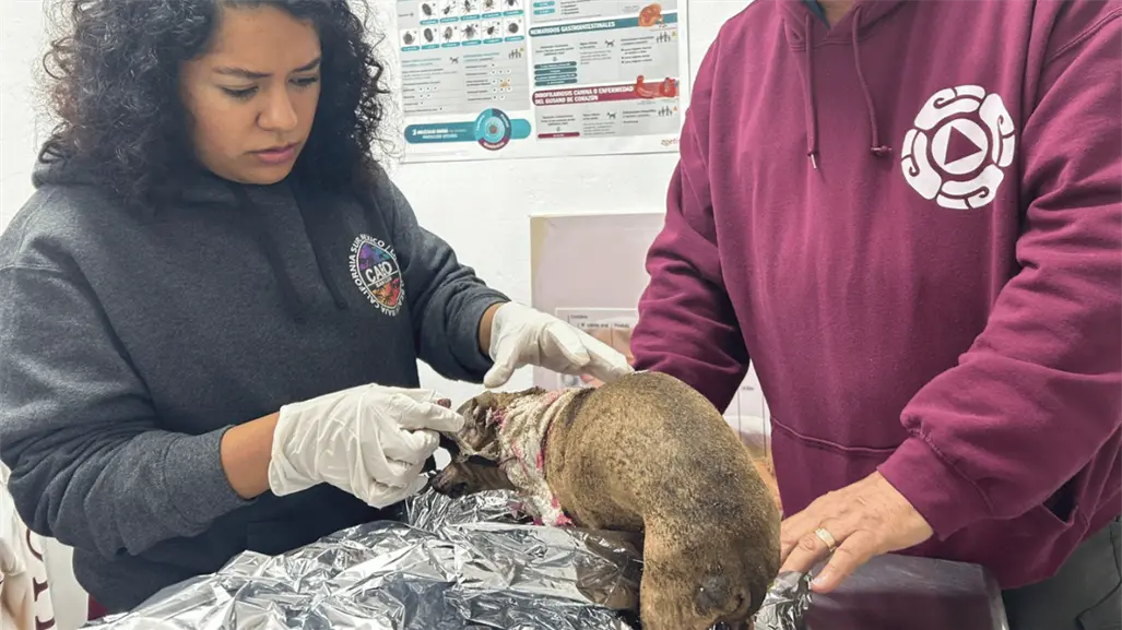 Explosión de tanque de gas en Escobedo deja a una familia y su perrita heridos