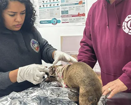 Explosi&oacute;n de tanque de gas en Escobedo deja a una familia y su perrita heridos