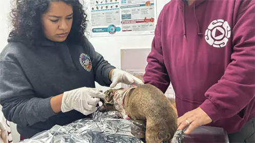 Explosión de tanque de gas en Escobedo deja a una familia y su perrita heridos Explosión de tanque de gas en Escobedo deja a una familia y su perrita heridos