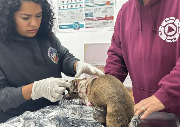 Explosi&oacute;n de tanque de gas en Escobedo deja a una familia y su perrita heridos
