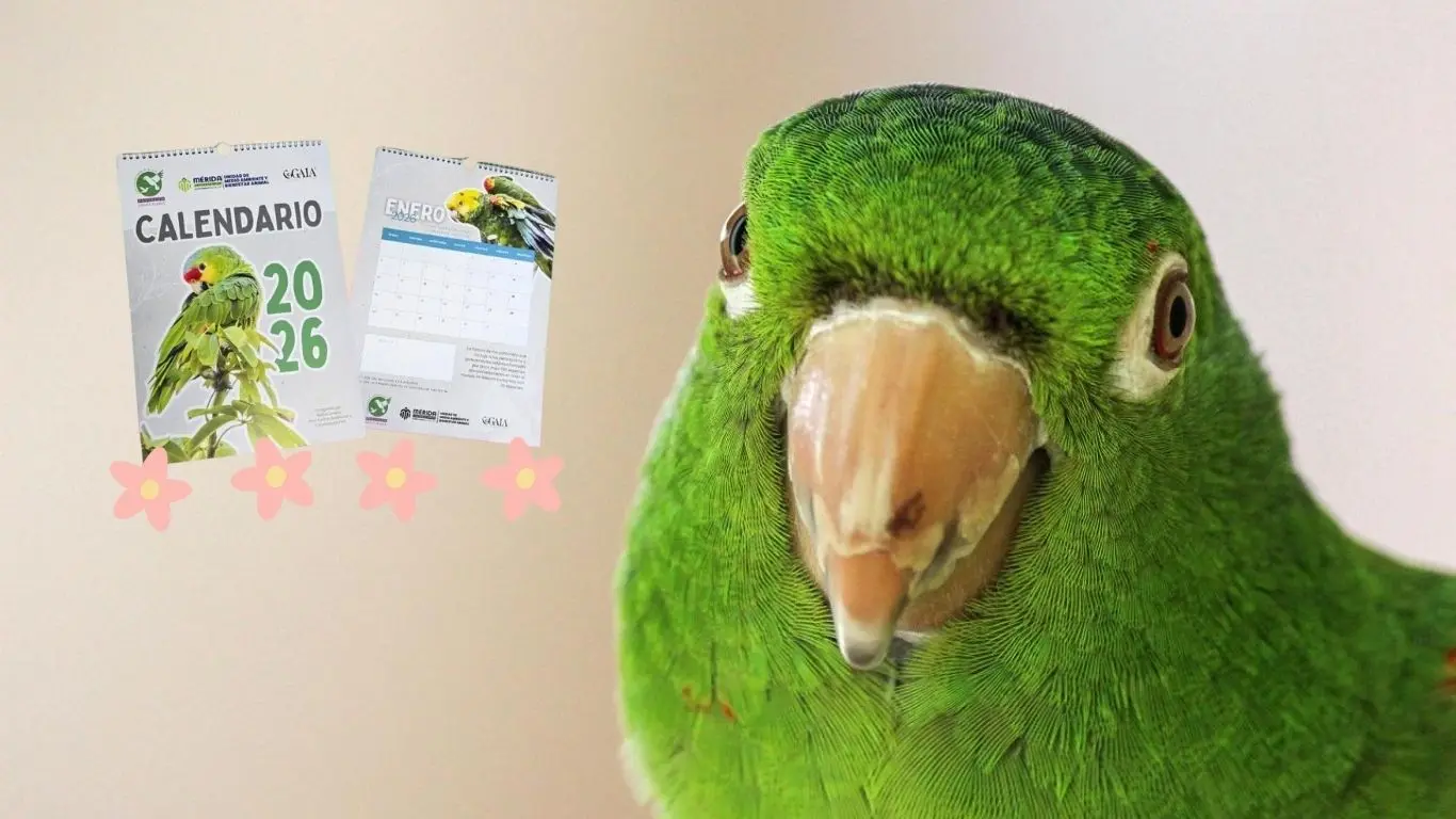 El Calendario de Loros 2026, una herramienta clave para recaudar fondos. Foto: Canva