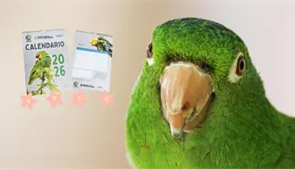 Proyecto Santa María lanza calendario de loros 2026 para recaudar fondos y proteger aves silvestres