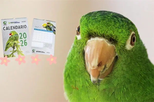 Proyecto Santa María lanza calendario de loros 2026 para recaudar fondos y proteger aves silvestres Proyecto Santa María lanza calendario de loros 2026 para recaudar fondos y proteger aves silvestres