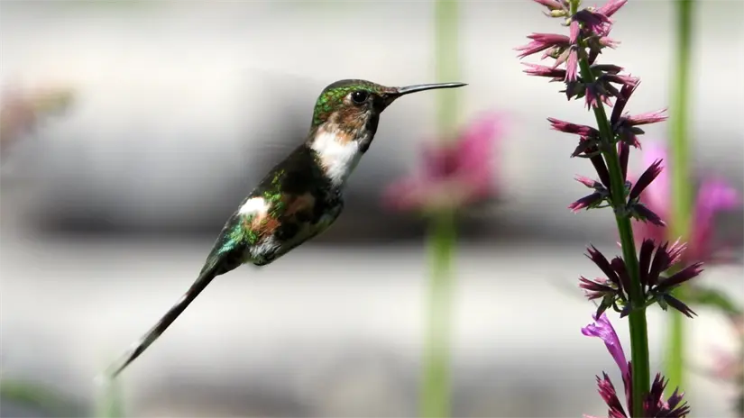 imagen recuadro Colibrí cola pinta (Tilmatura dupontii), por 9 especies que habitan en la Ciudad de México | SEDEMA