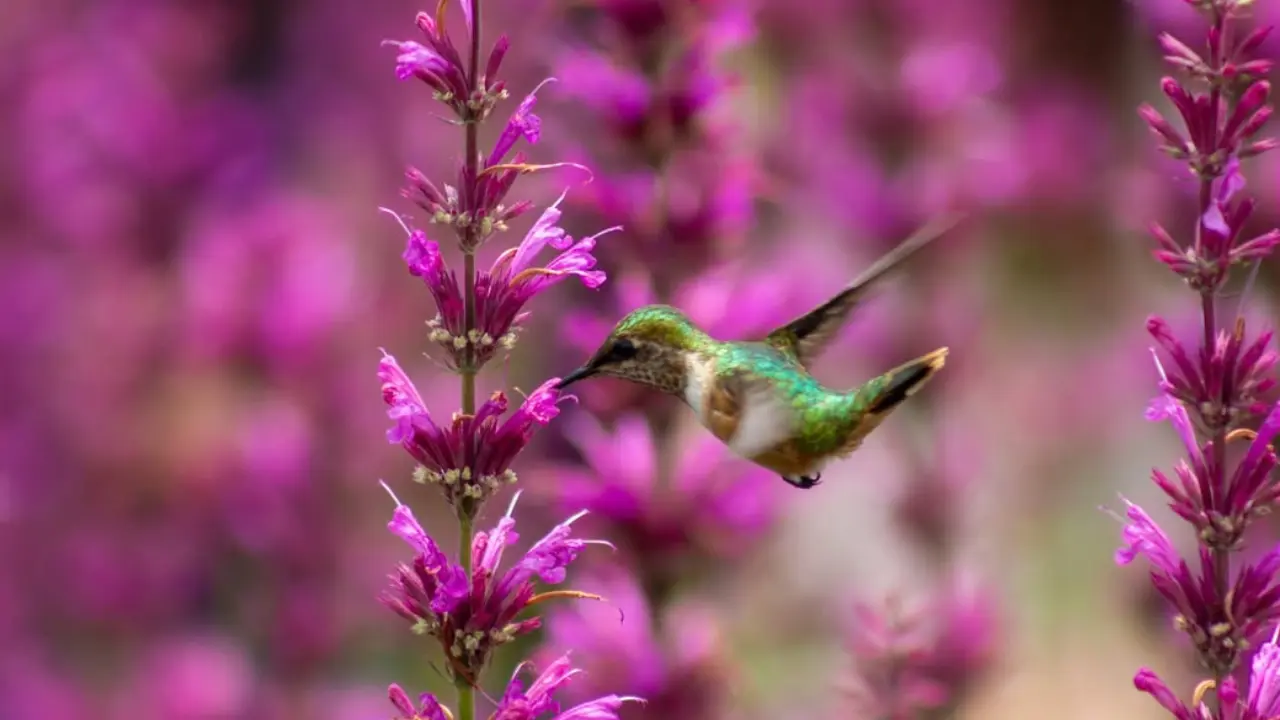 Zumbador Mexicano (Atthis heloisa), por 9 especies de colibríes que habitan en la Ciudad de México | SEDEMA
