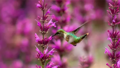 La CDMX es refugio de uno de cada tres colibríes mexicanos y estas son las 19 especies que existen La CDMX es refugio de uno de cada tres colibríes mexicanos y estas son las 19 especies que existen