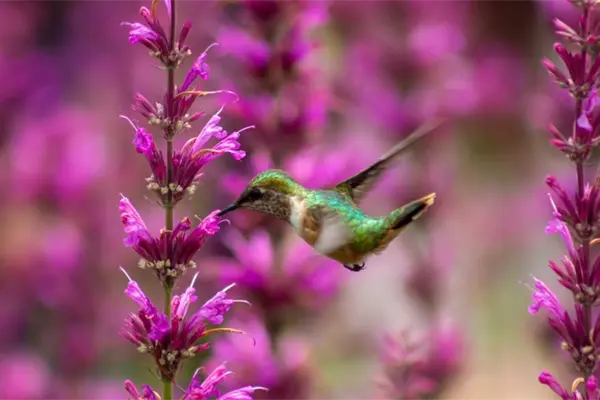 La CDMX es refugio de uno de cada tres colibríes mexicanos y estas son las 19 especies que existen La CDMX es refugio de uno de cada tres colibríes mexicanos y estas son las 19 especies que existen