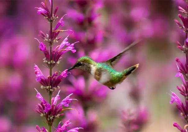 La CDMX es refugio de uno de cada tres colibr&iacute;es mexicanos y estas son las 19 especies que existen