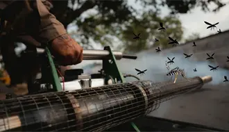 Chikungunya reaparece en Yucatán tras siete años sin casos: qué está pasando y por qué preocupa