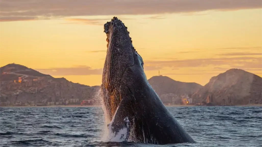 Estas son las rutas para ver ballenas en Baja California Sur durante el invierno