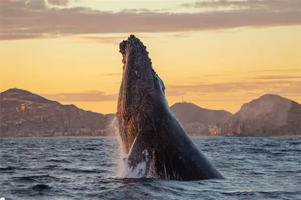 Estas son las rutas para ver ballenas en Baja California Sur durante el invierno Estas son las rutas para ver ballenas en Baja California Sur durante el invierno