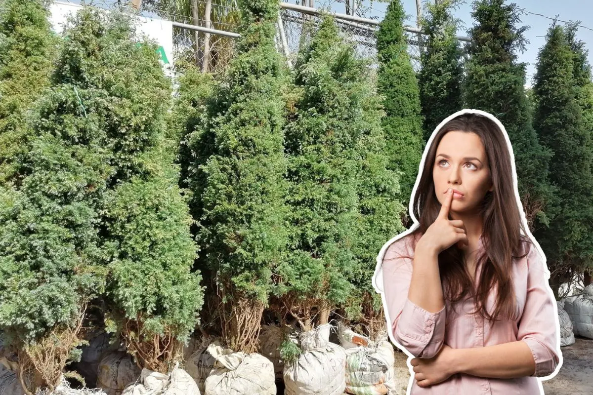 La Feria del Pino 2025 en sus diferentes puntos está por vender los pinos navideños con atractivos descuentos. Foto: Facebook Vivero Tabachines / Canva