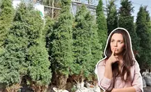 Feria del Pino 2025: ¿cuándo inician las ofertas de árboles navideños?