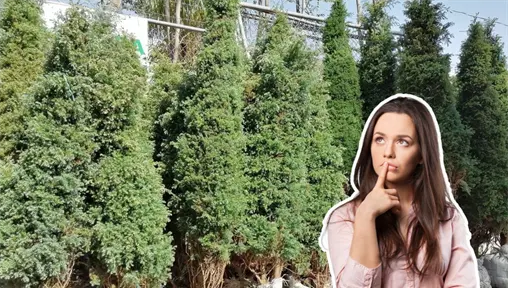 Feria del Pino 2025: ¿cuándo inician las ofertas de árboles navideños? Feria del Pino 2025: ¿cuándo inician las ofertas de árboles navideños?