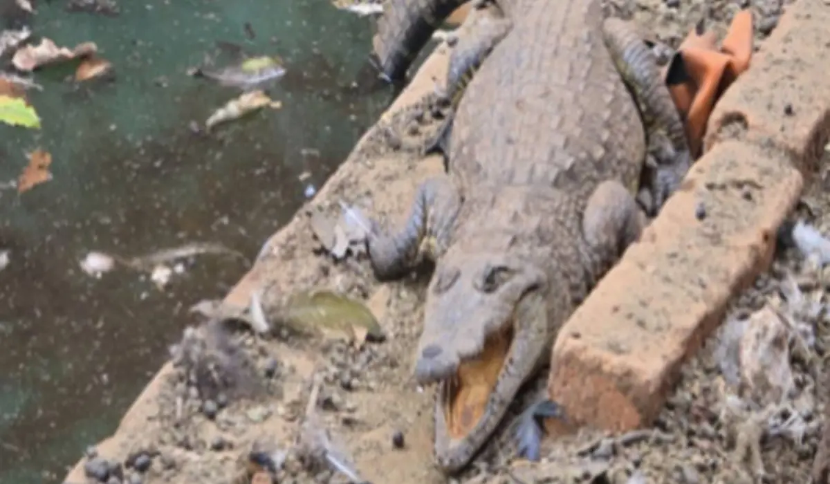El reptil fue uno de los animales que fueron asegurados dentro del cateo ocurrido en Arandas, Jalisco. Foto: X (@FGR_Jal)