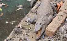 FGR asegura vehículos, arsenal y un cocodrilo tras cateo en rancho de Arandas, Jalisco FGR asegura vehículos, arsenal y un cocodrilo tras cateo en rancho de Arandas, Jalisco