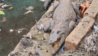 FGR asegura vehículos, arsenal y un cocodrilo tras cateo en rancho de Arandas, Jalisco