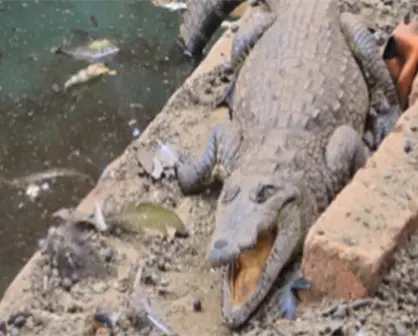 FGR asegura veh&iacute;culos, arsenal y un cocodrilo tras cateo en rancho de Arandas, Jalisco