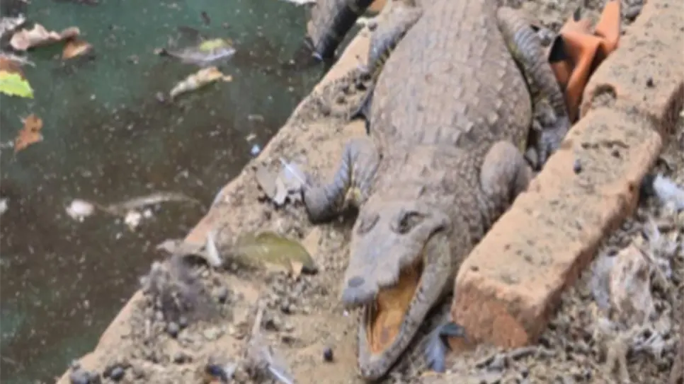 FGR asegura vehículos, arsenal y un cocodrilo tras cateo en rancho de Arandas, Jalisco FGR asegura vehículos, arsenal y un cocodrilo tras cateo en rancho de Arandas, Jalisco