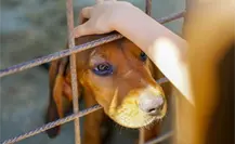 Hipotermia, estrés y extravíos: Los riesgos que enfrentan mascotas en diciembre Hipotermia, estrés y extravíos: Los riesgos que enfrentan mascotas en diciembre