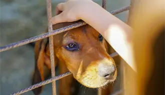 Hipotermia, estrés y extravíos: Los riesgos que enfrentan mascotas en diciembre