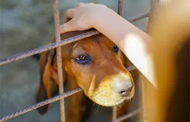 Hipotermia, estrés y extravíos: Los riesgos que enfrentan mascotas en diciembre