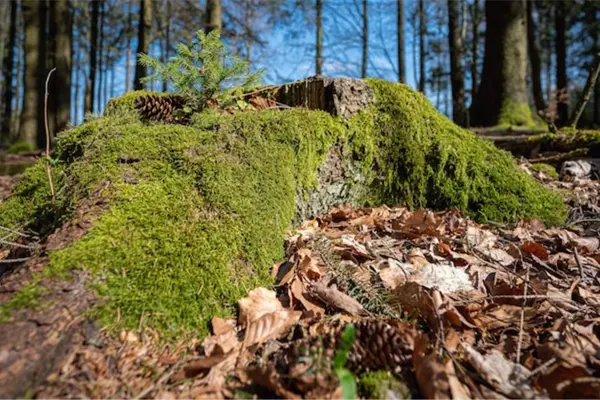 Multas por comprar musgo en Edomex en Navidad impulsan el uso de decoraciones ecológicas Multas por comprar musgo en Edomex en Navidad impulsan el uso de decoraciones ecológicas