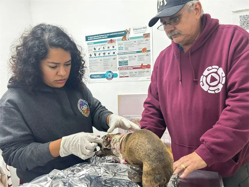 imagen recuadro Perrita lastimada. Foto: Gobierno de Escobedo.