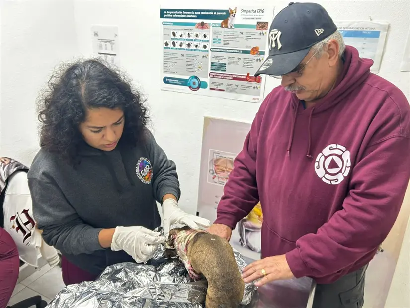 imagen recuadro Perrita lastimada. Foto: Gobierno de Escobedo.