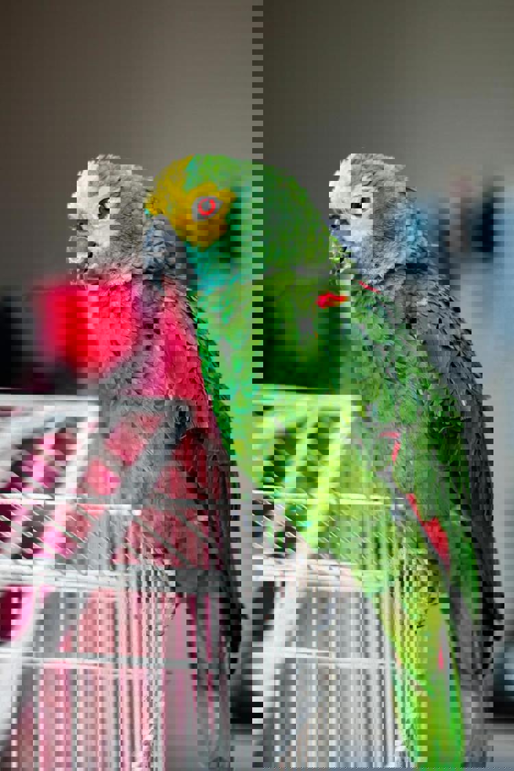 imagen-cuerpo imagen-cuerpo