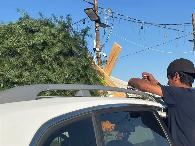 imagen recuadro Pino de Navidad. Foto: POSTA.