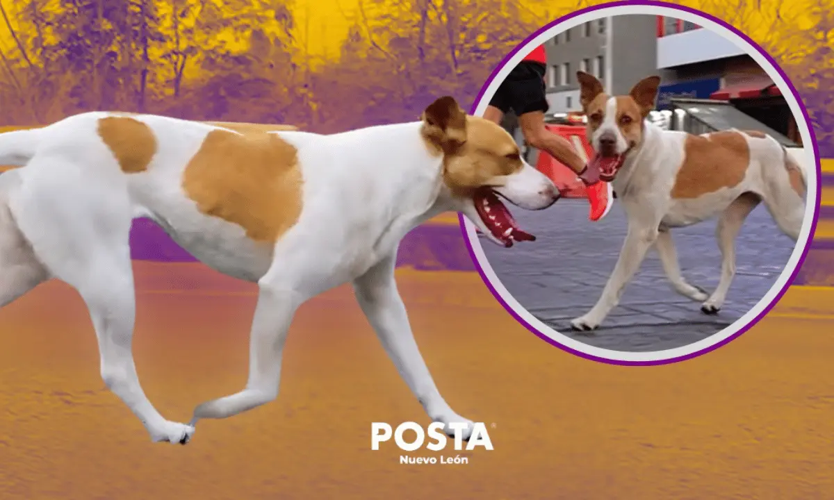 El Parque Fundidora ha confirmado el paradero de la famosa canina. Foto: POSTA.