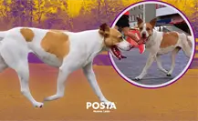Localizan a la perrita runner de Monterrey tras su hazaña en maratón
