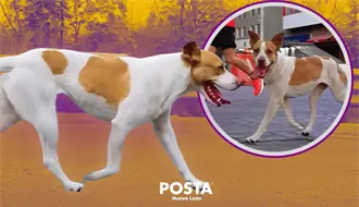 Localizan a la perrita runner de Monterrey tras su hazaña en maratón