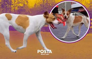 Localizan a la perrita runner de Monterrey tras su haza&ntilde;a en marat&oacute;n