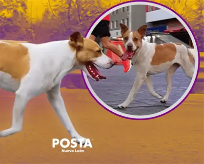 Localizan a la perrita runner de Monterrey tras su haza&ntilde;a en marat&oacute;n