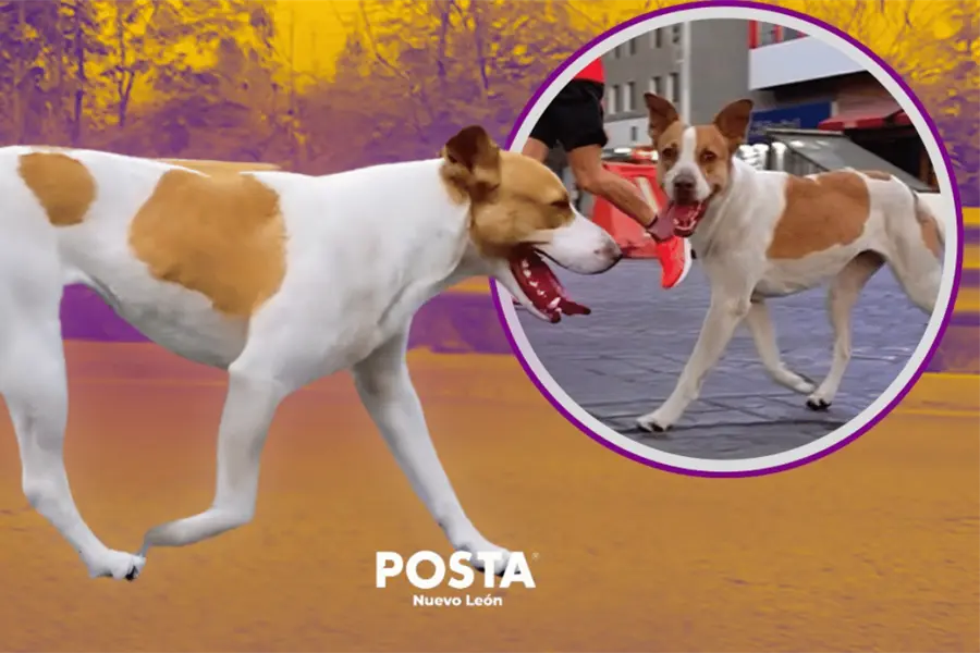 Localizan a la perrita runner de Monterrey tras su hazaña en maratón