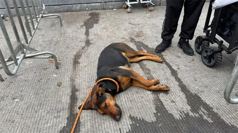 imagen recuadro Perrito de Mundo Patitas en CDMX. Foto: Iván Macías