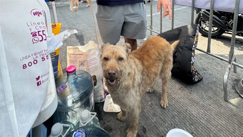 imagen recuadro Perrito de Mundo Patitas en CDMX. Foto: Iván Macías